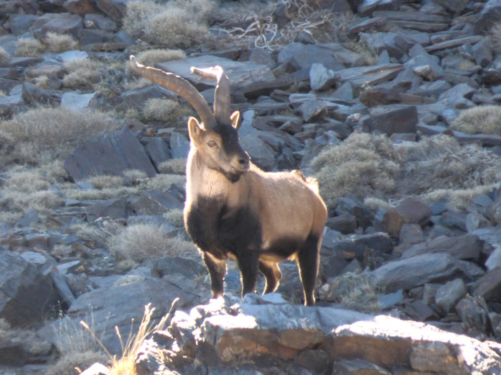 Cabra montés (Capra pyrenaica)