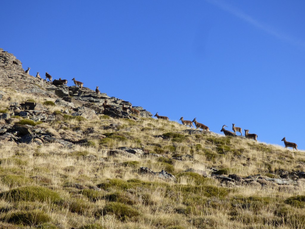 Cabra montés (Capra pyrenaica)