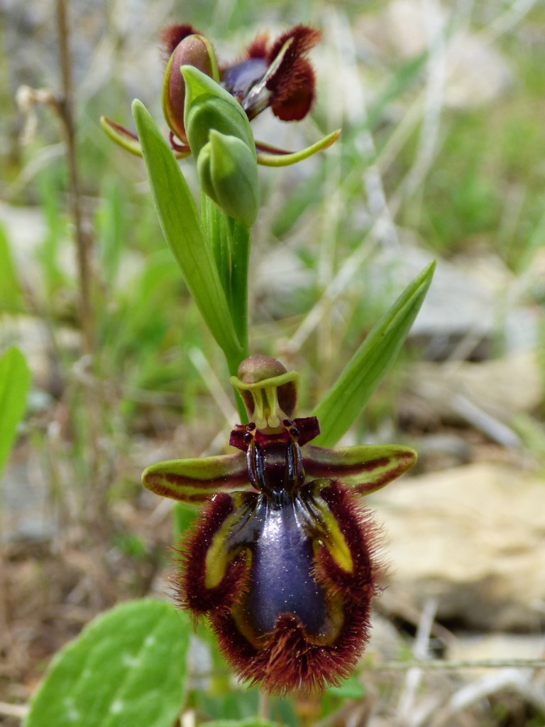 Orquídea Espejo de Venus (Ophrys especulum)