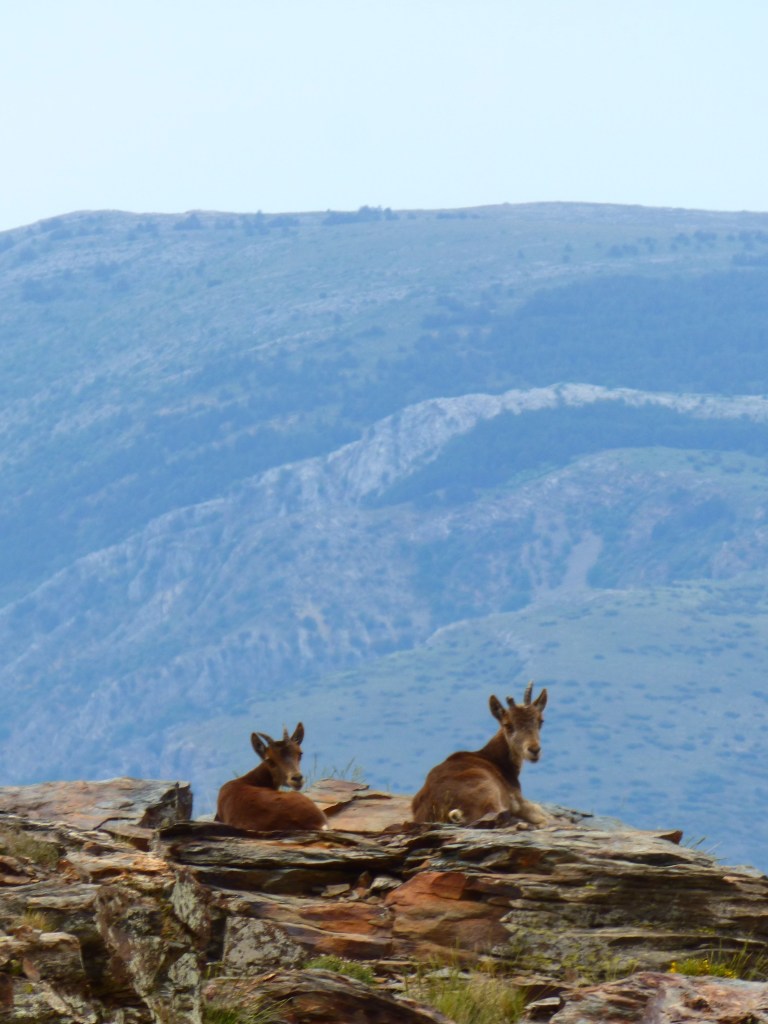 Cabra montés (Capra pyrenaica)