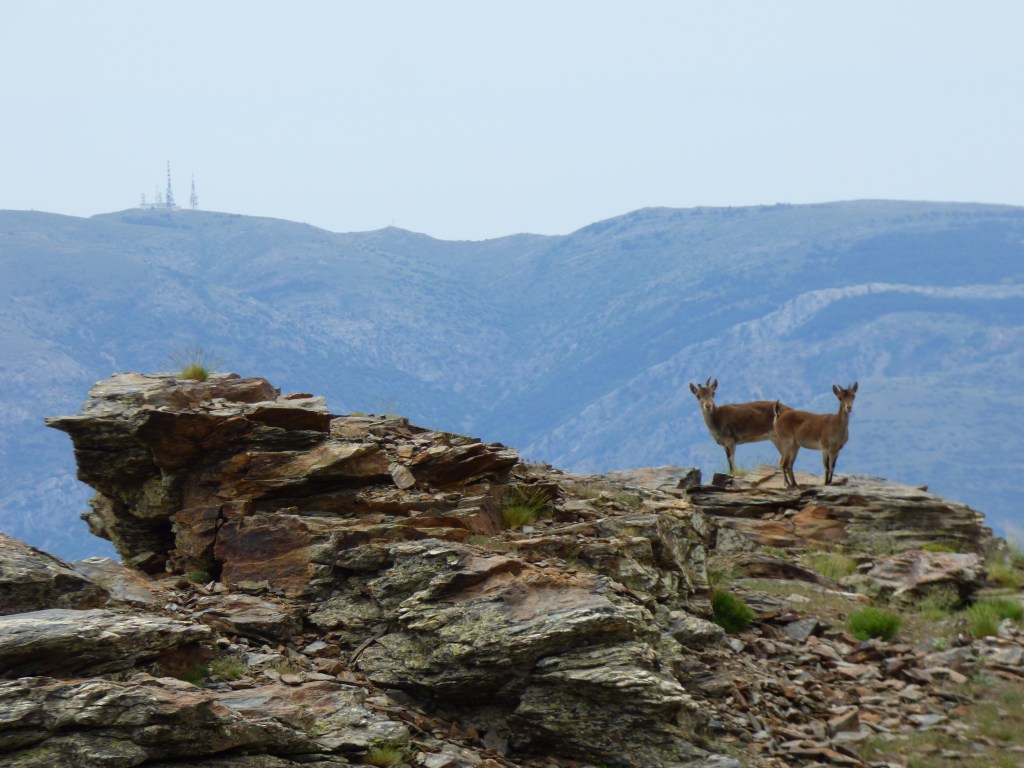Cabra montés (Capra pyrenaica)