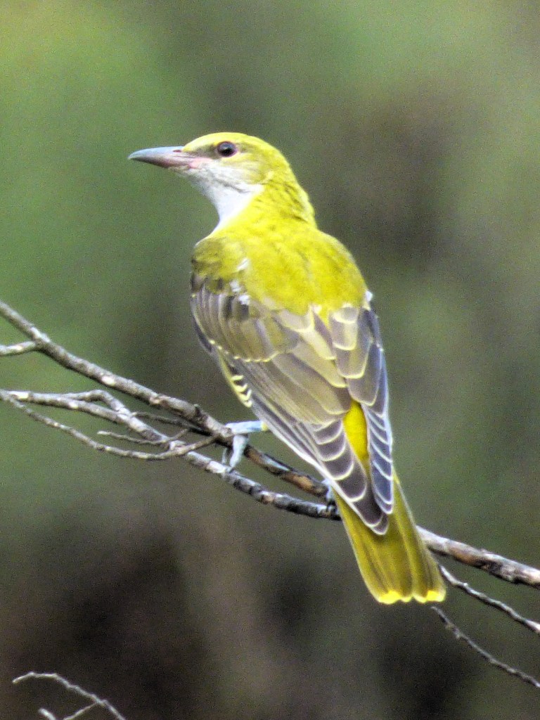 Oropéndola (Oriolus oriolus)