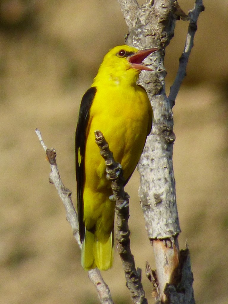 Oropéndola (Oriolus oriolus)