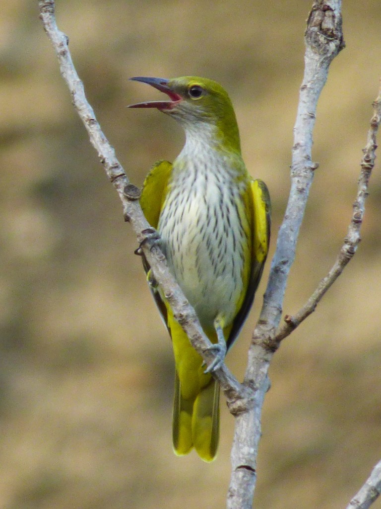 Oropéndola (Oriolus oriolus)