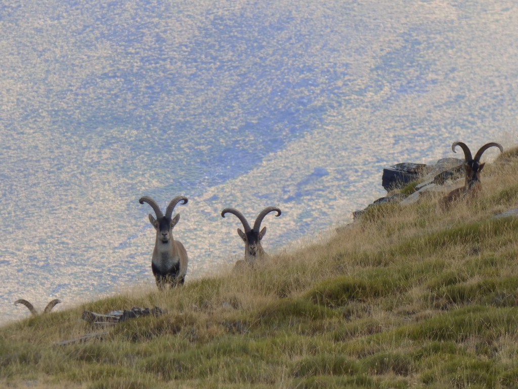 Cabra montés (Capra pyrenaica)