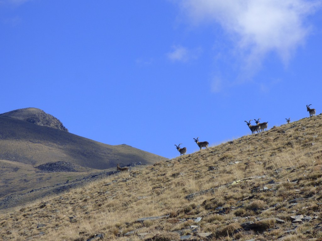 Cabra montés (Capra pyrenaica)