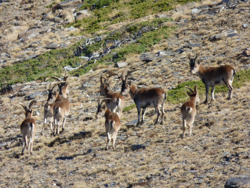 Cabra montés (Capra pyrenaica)
