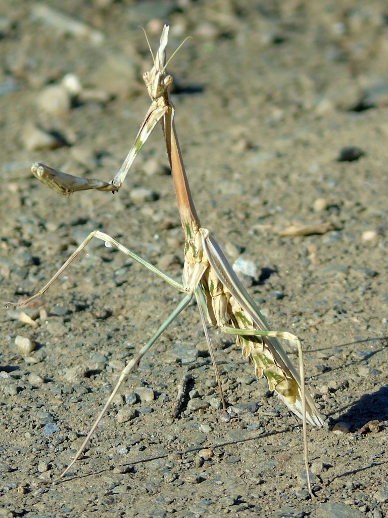 Mantis palo (Empusa pennata)