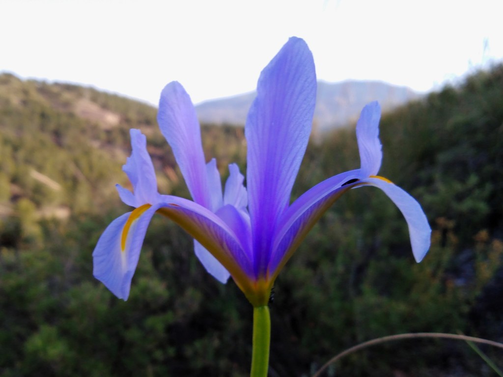 Lirio español (Iris xiphium)