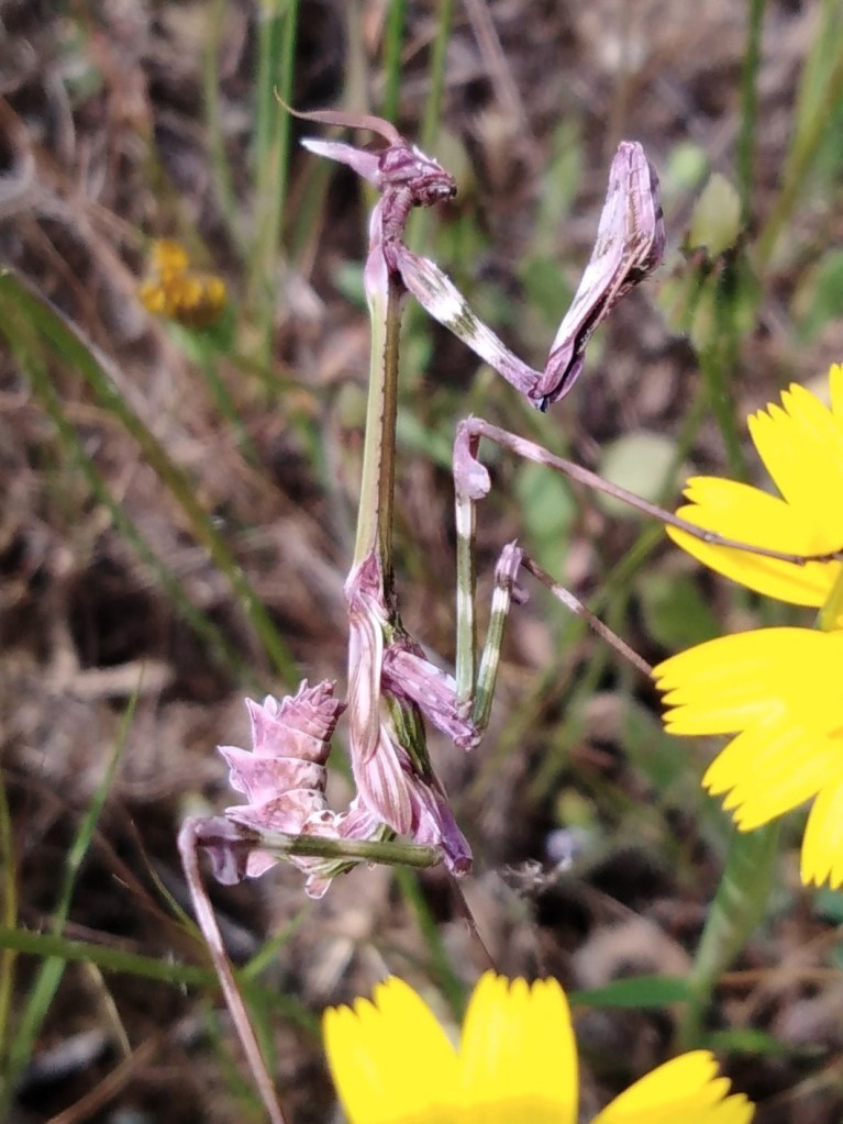 Mantis palo (Empusa pennata)