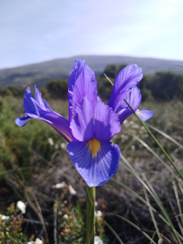 Lirio español (Iris xiphium)