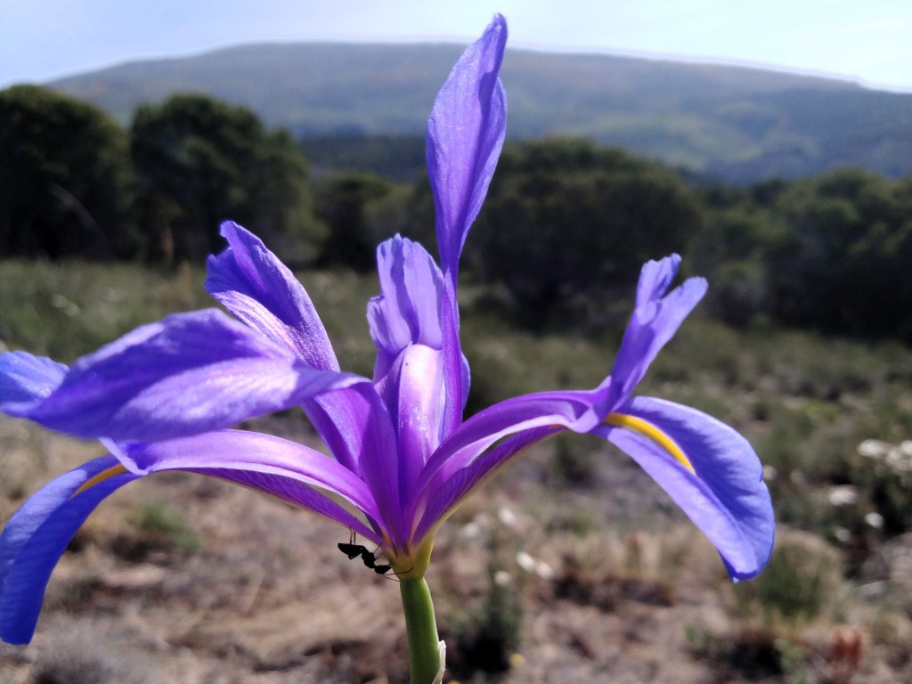 Lirio español (Iris xiphium)
