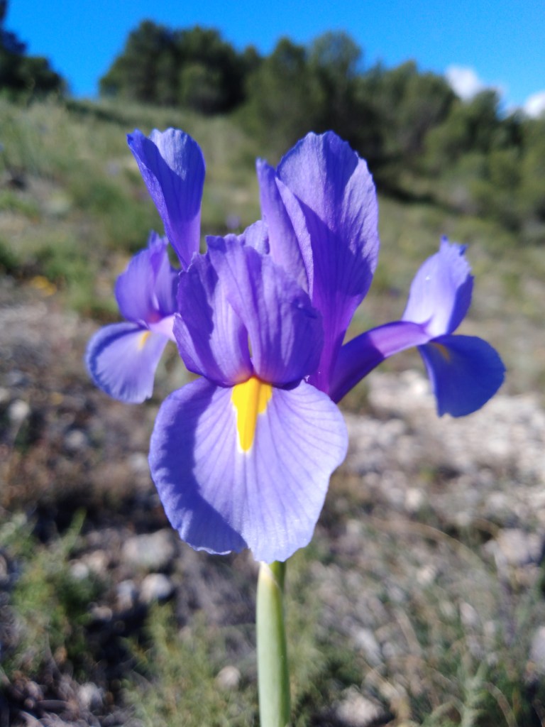 Lirio español (Iris xiphium)