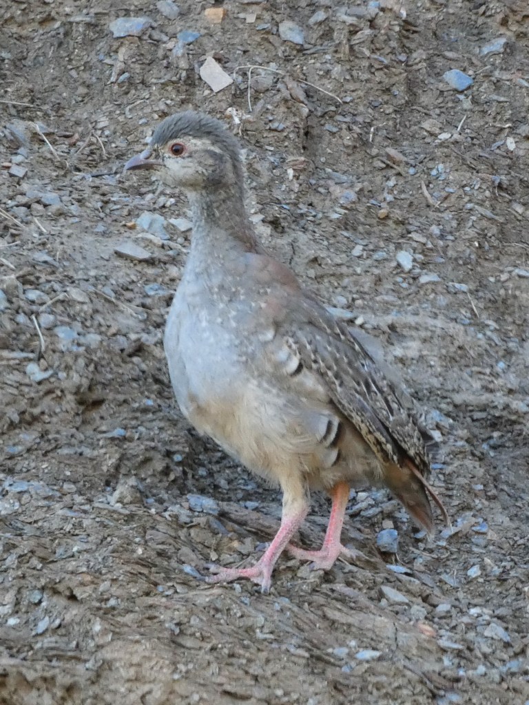 Perdiz roja (Alectoris rufa)