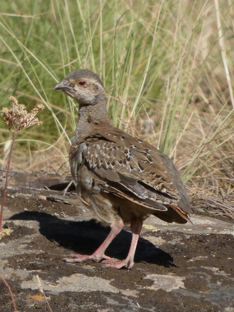 Perdiz roja (Alectoris rufa)