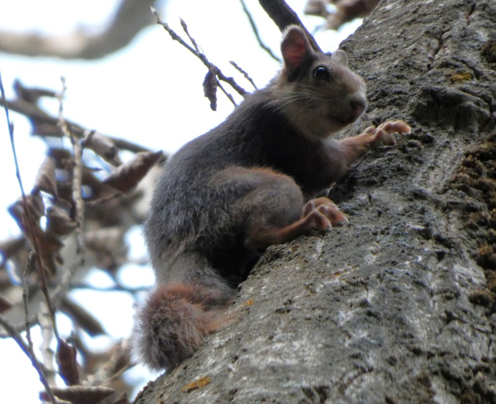 Ardilla roja (Sciurus vulgaris)