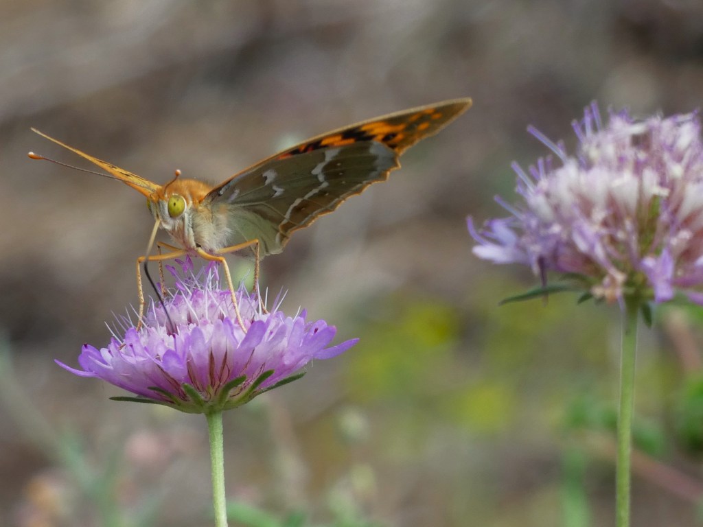 Argynnis pandora