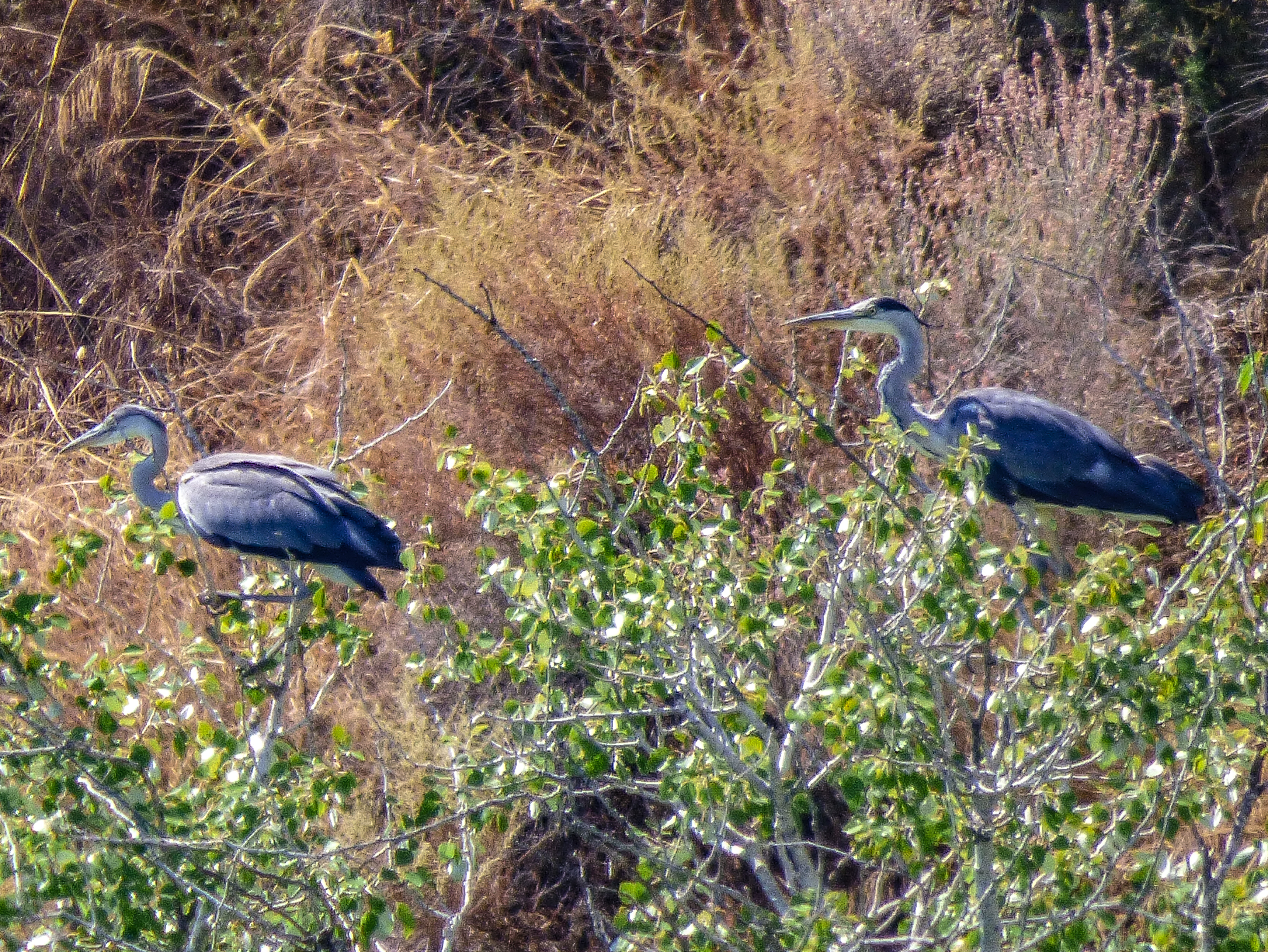 Garza real (Ardea cinerea)