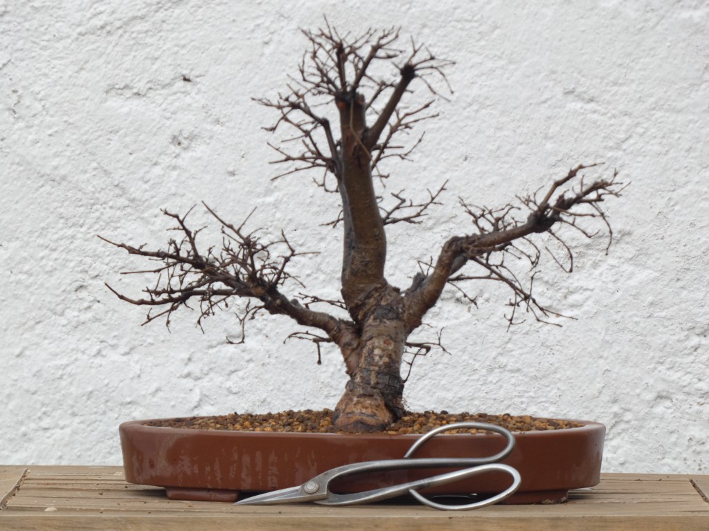 Ulmus pumila (olmo siberiano)