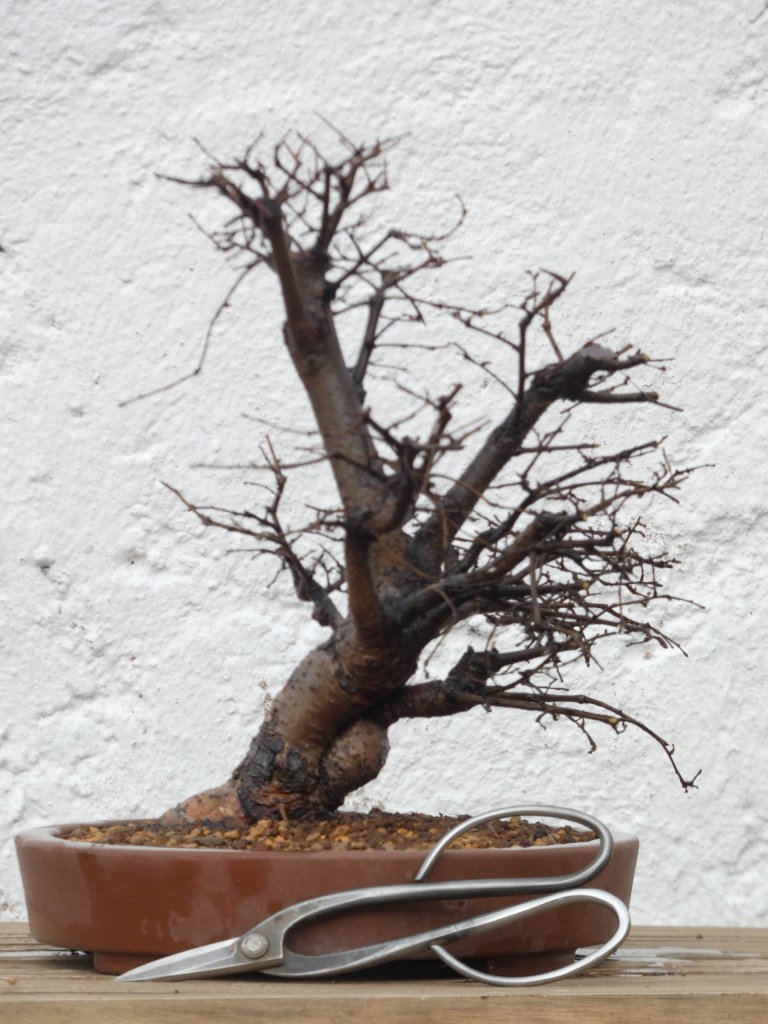 Ulmus pumila (olmo siberiano)