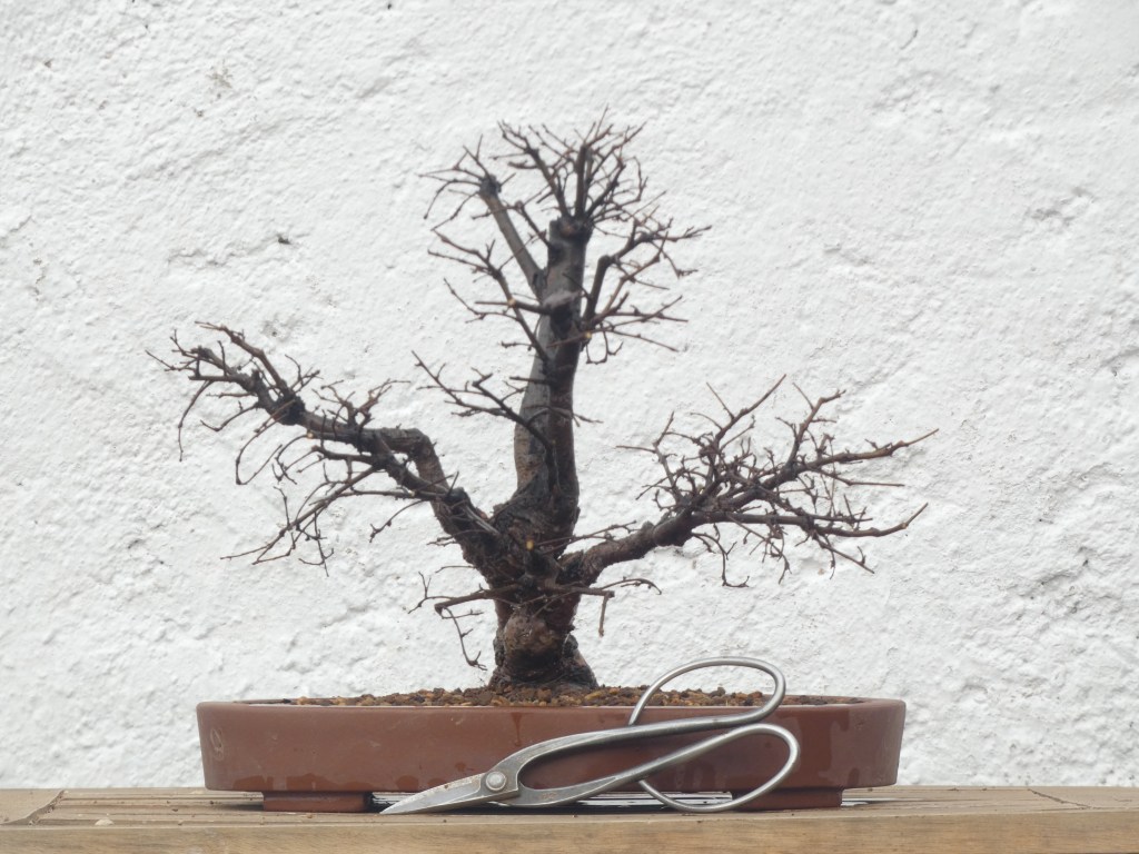 Ulmus pumila (olmo siberiano)