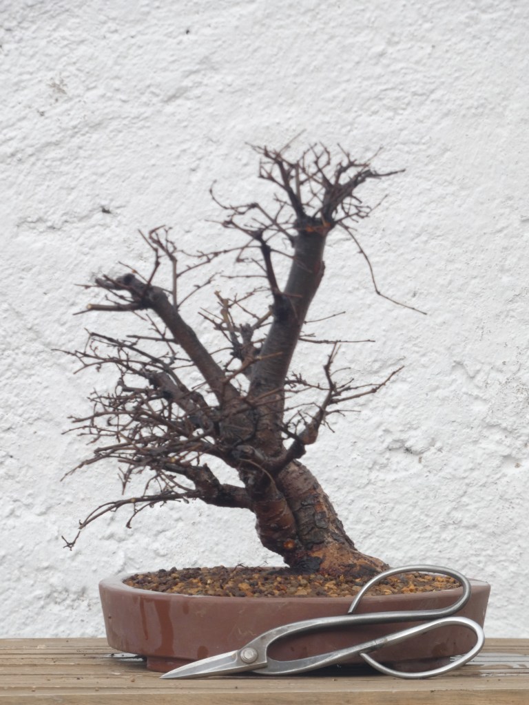 Ulmus pumila (olmo siberiano)