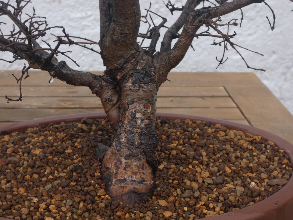 Ulmus pumila (olmo siberiano)