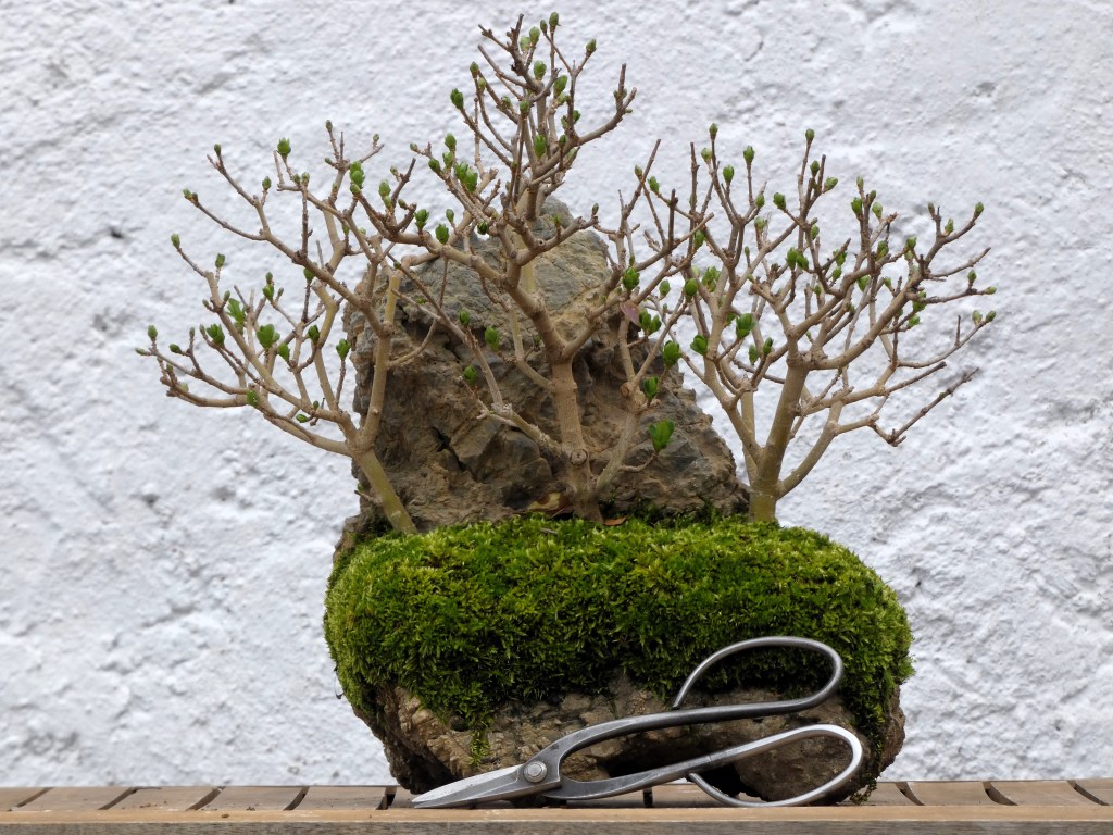 Ligustrum vulgare (Aligustre)