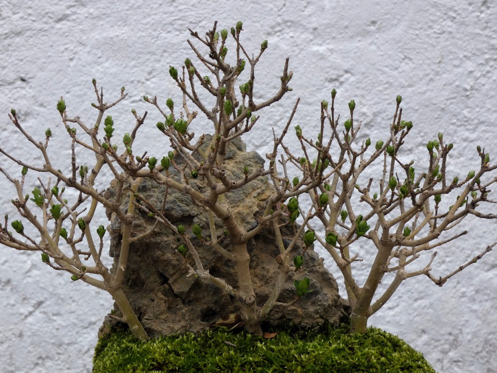Ligustrum vulgare (Aligustre)