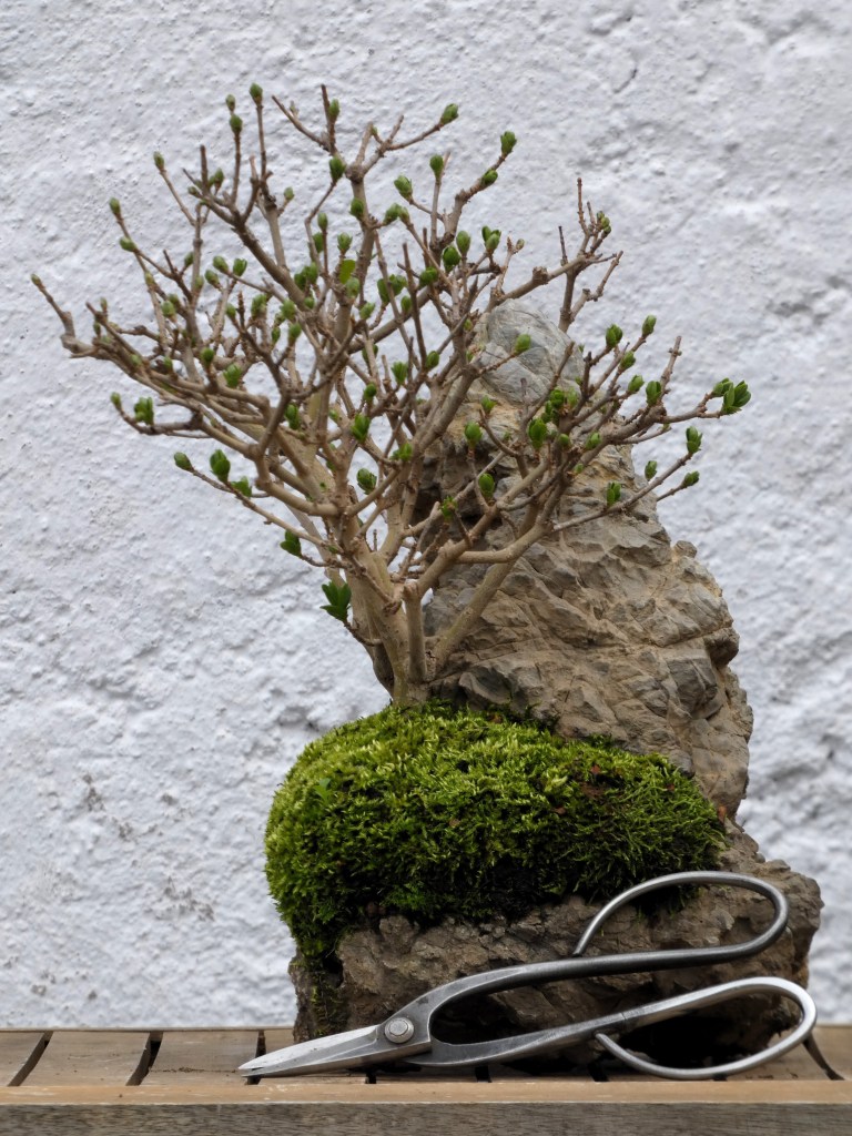 Ligustrum vulgare (Aligustre)