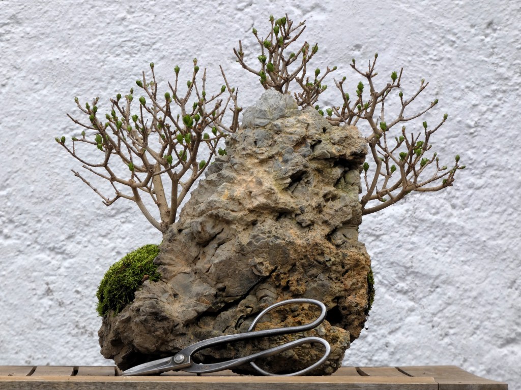 Ligustrum vulgare (Aligustre)