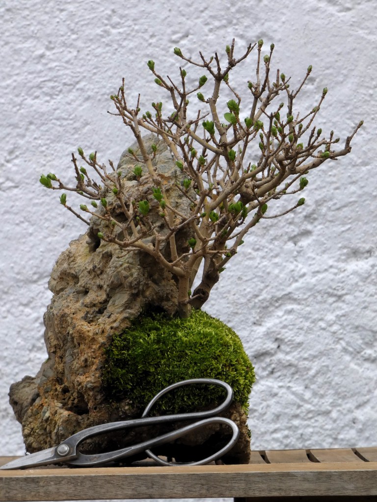 Ligustrum vulgare (Aligustre)