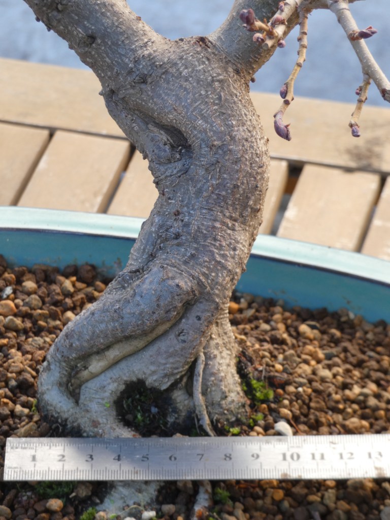 Alnus glutinosa (aliso)