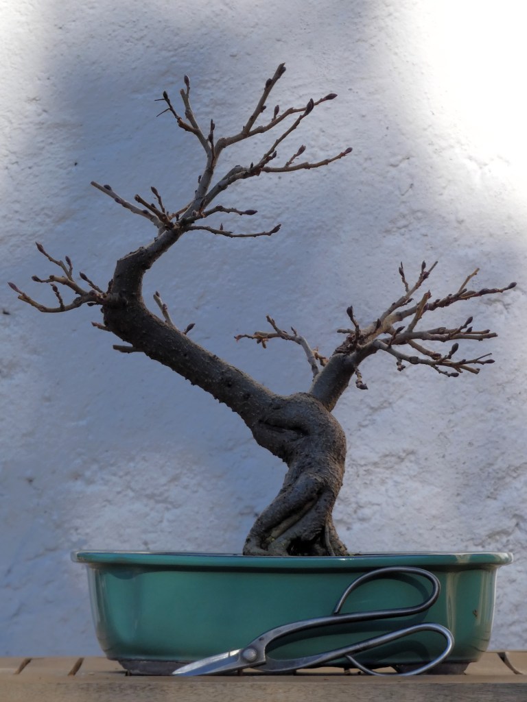 Alnus glutinosa (aliso)