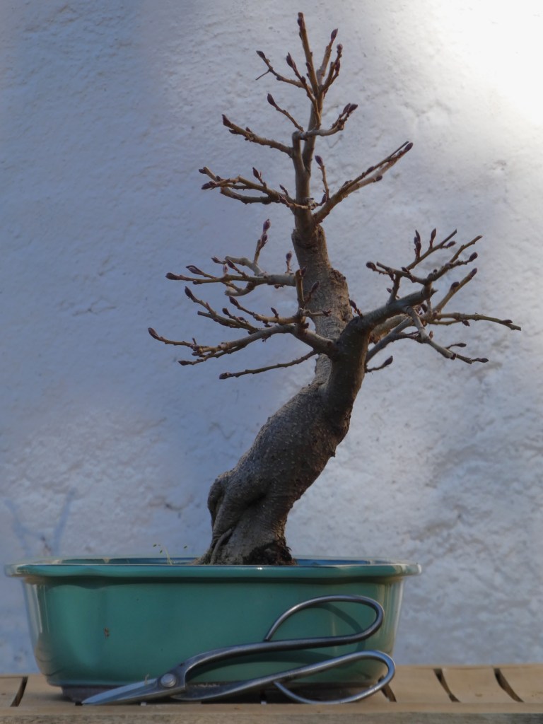 Alnus glutinosa (aliso)