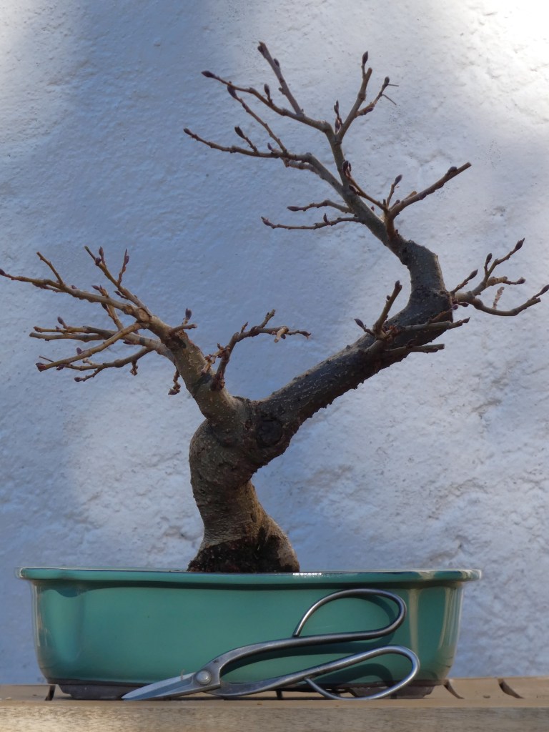 Alnus glutinosa (aliso)