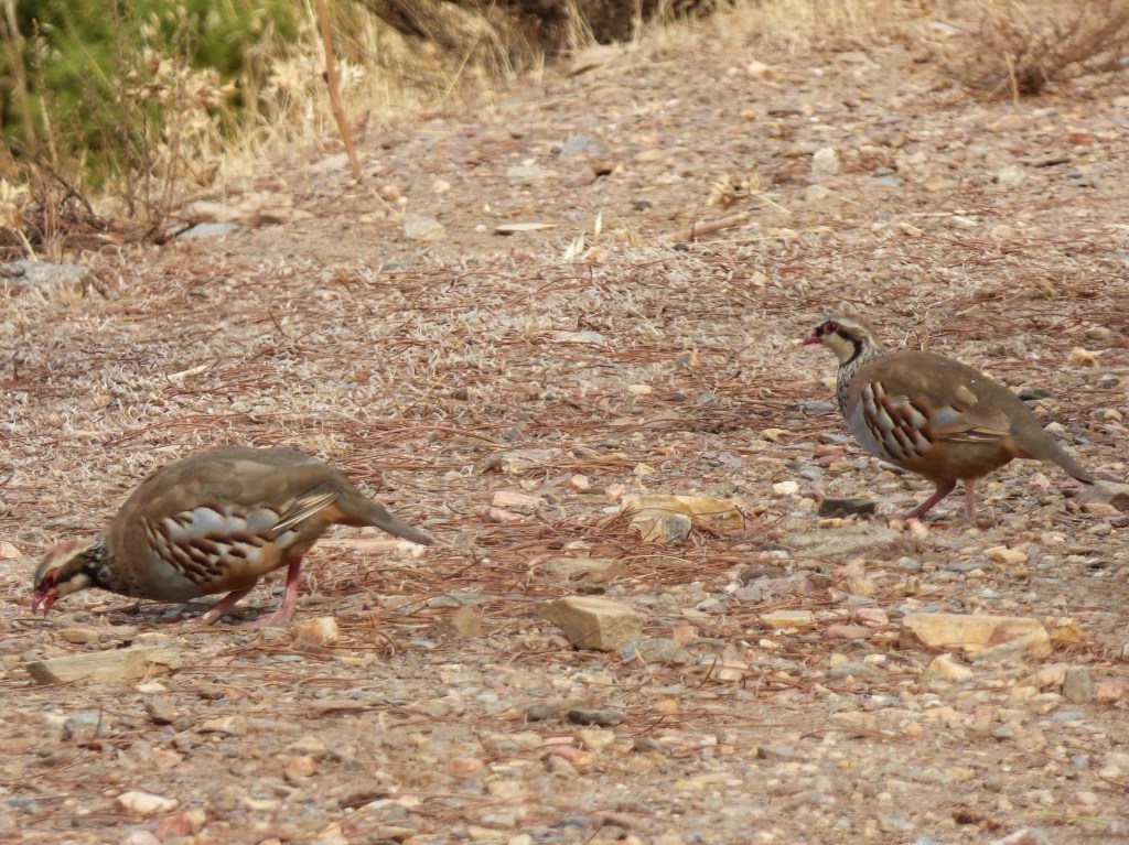 Perdiz roja (Alectoris rufa)