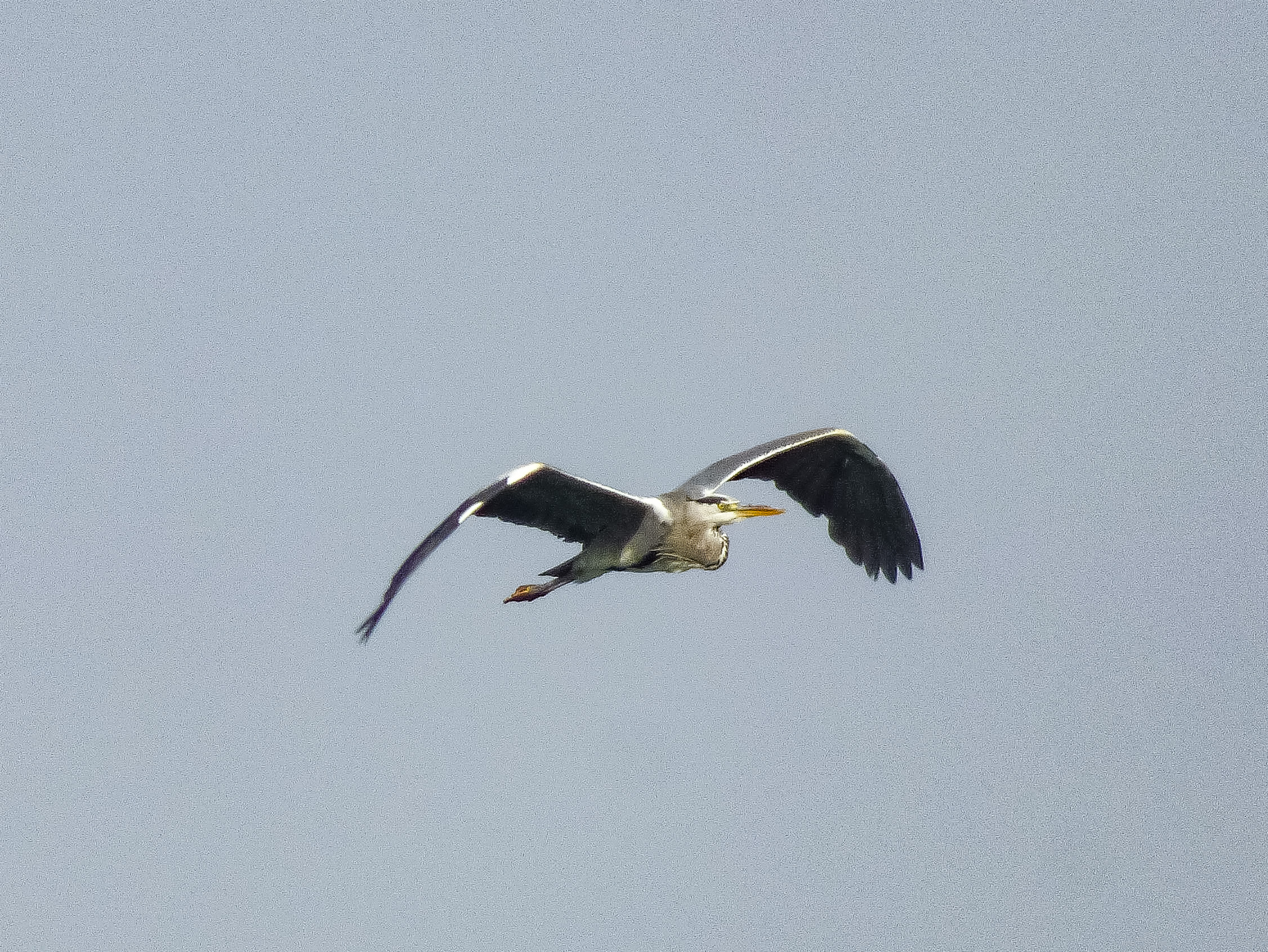 Garza real (Ardea cinerea)