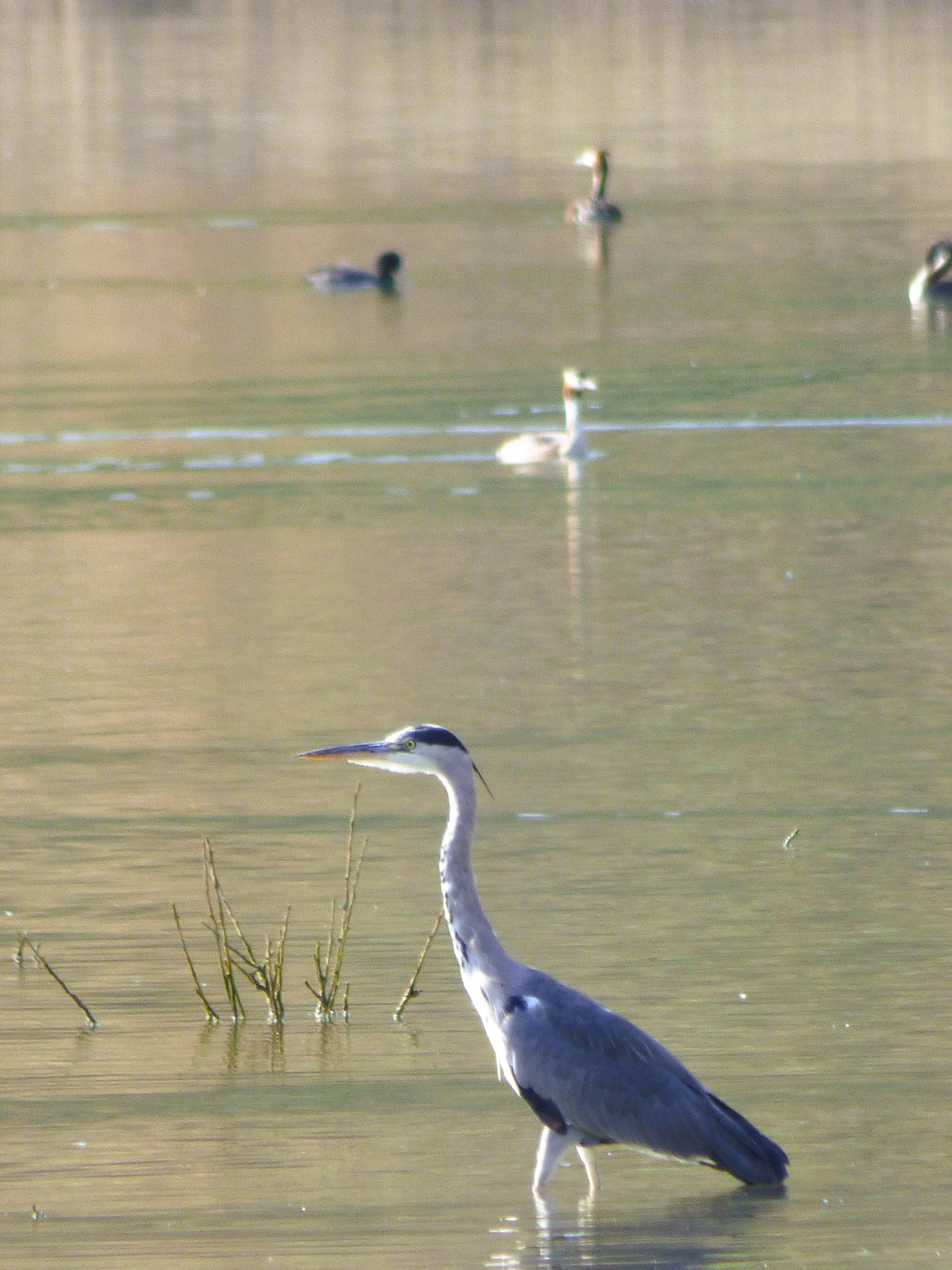 Garza real (Ardea cinerea)