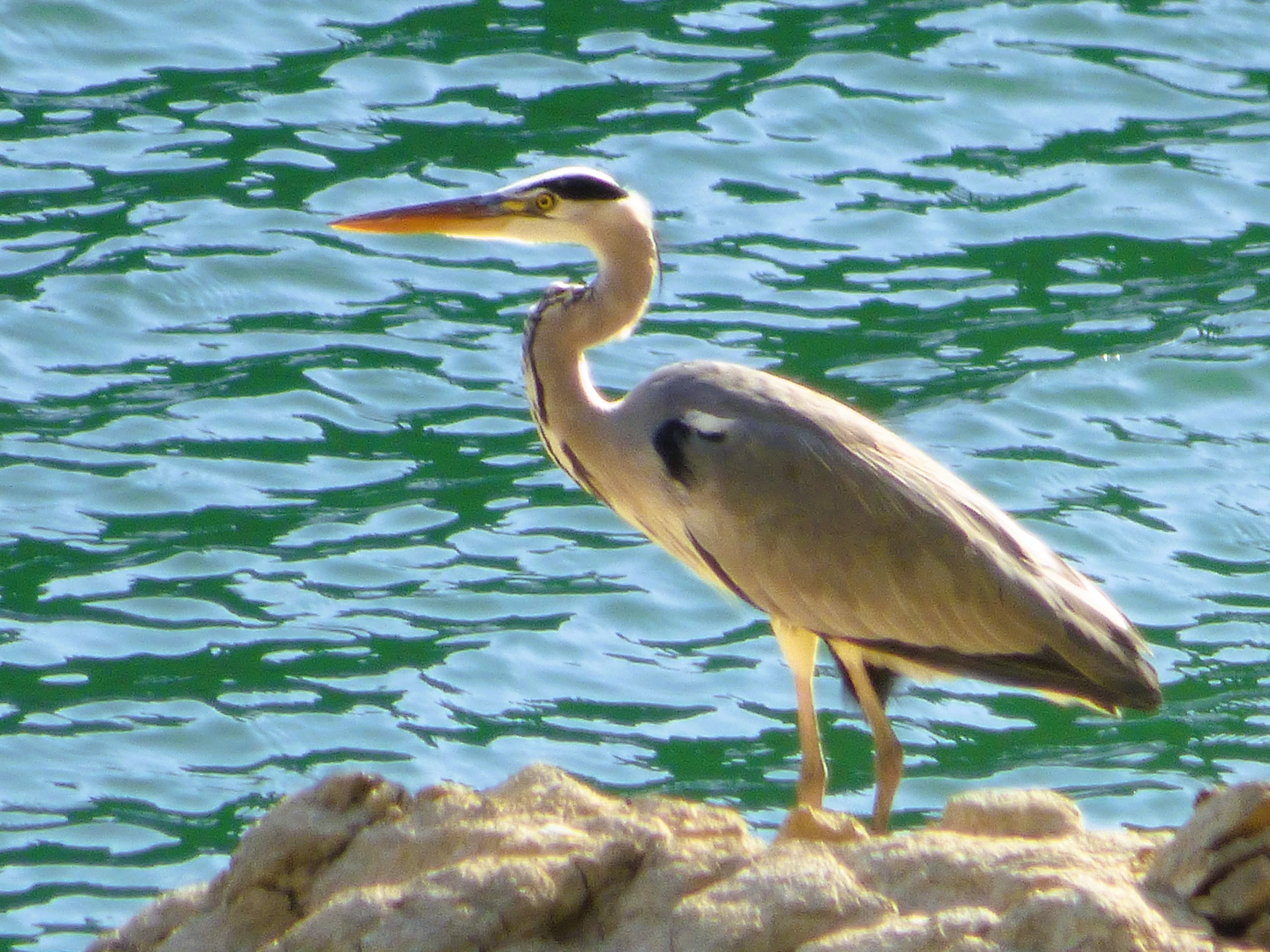 Garza real (Ardea cinerea)