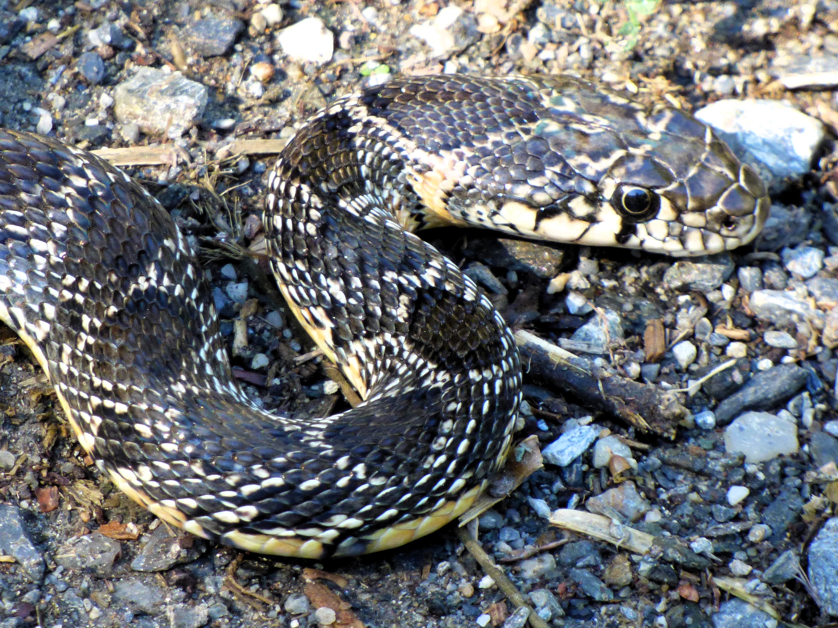 Culebra de herradura (Hemorrhois hippocrepis)