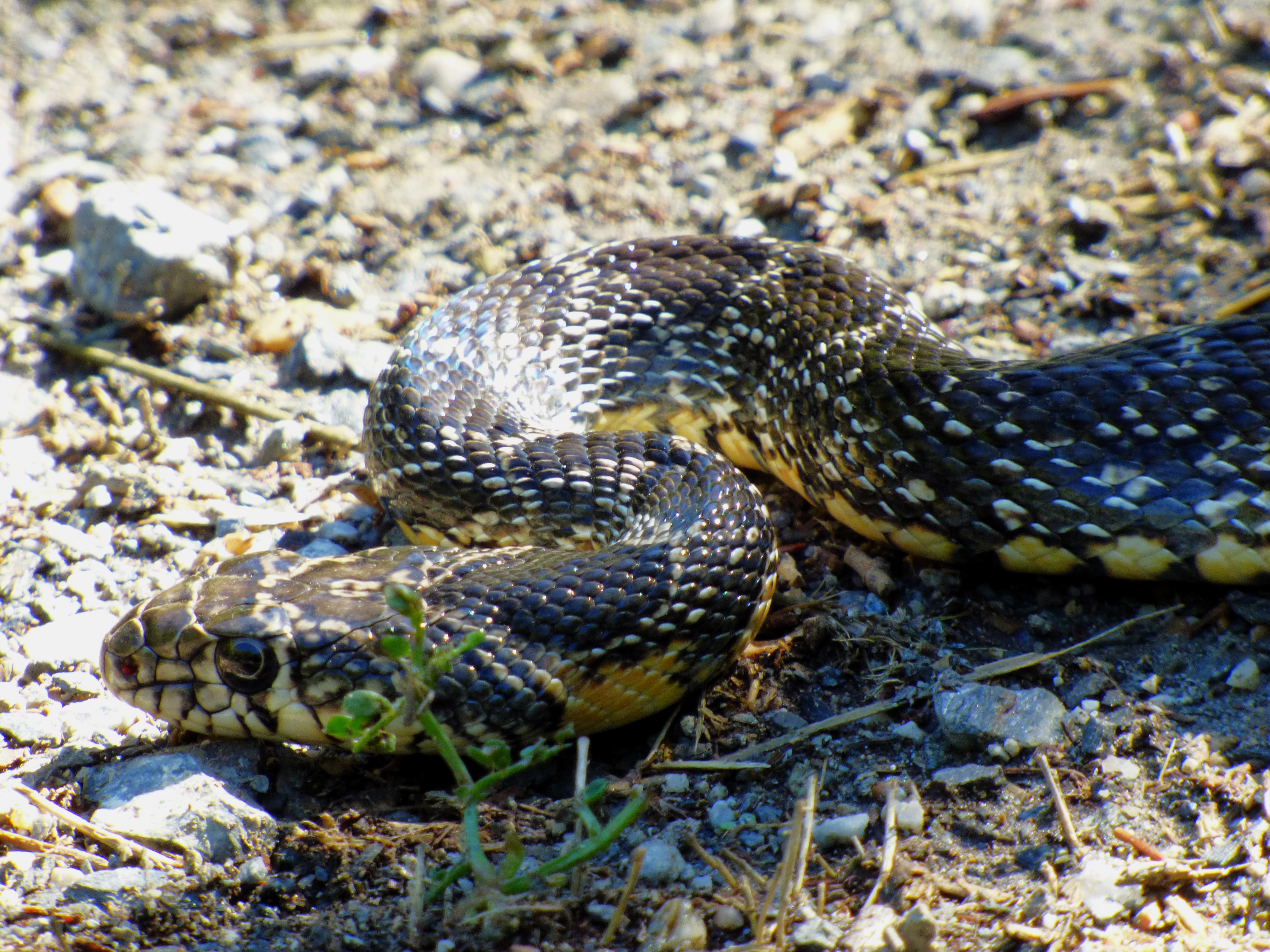 Culebra de herradura (Hemorrhois hippocrepis)