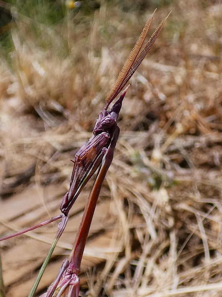 Mantis palo (Empusa pennata)
