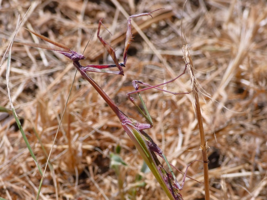 Mantis palo (Empusa pennata)