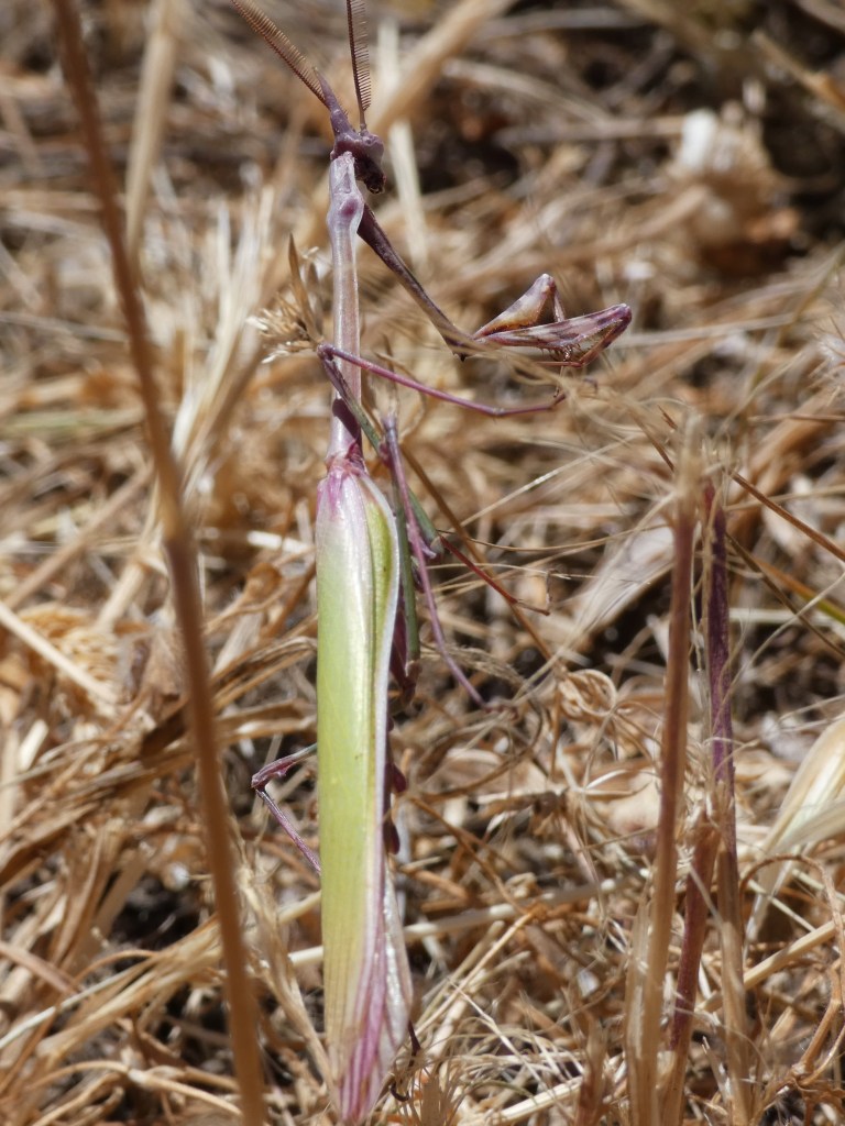 Mantis palo (Empusa pennata)