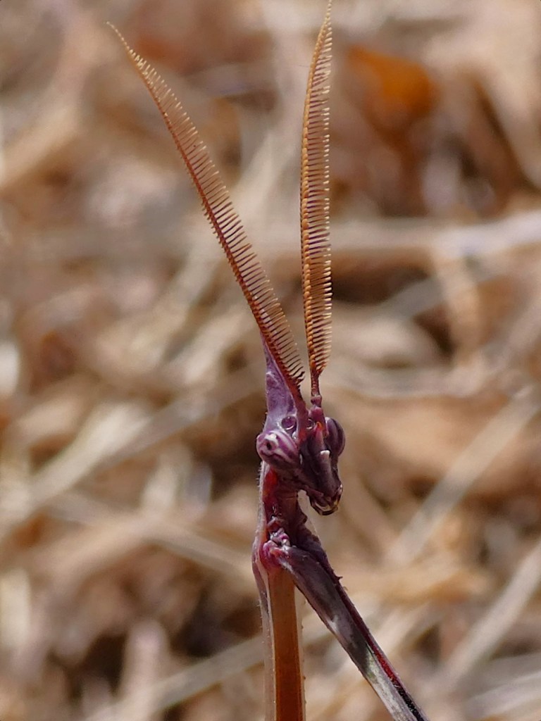 Mantis palo (Empusa pennata)