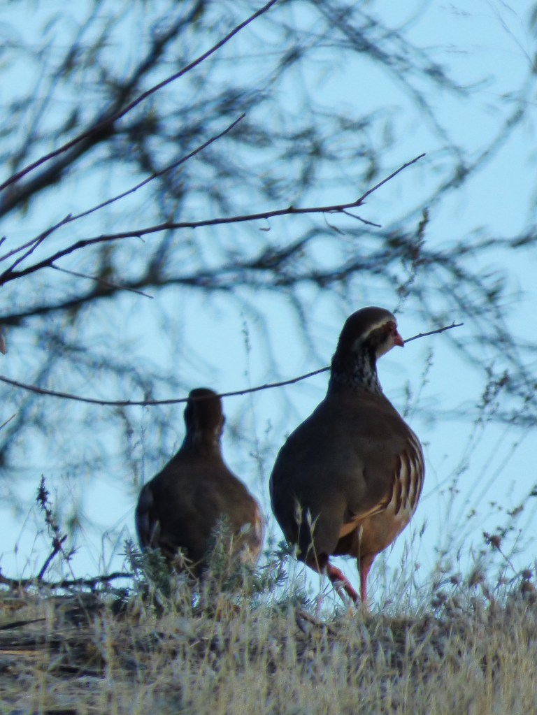 Perdiz roja (Alectoris rufa)