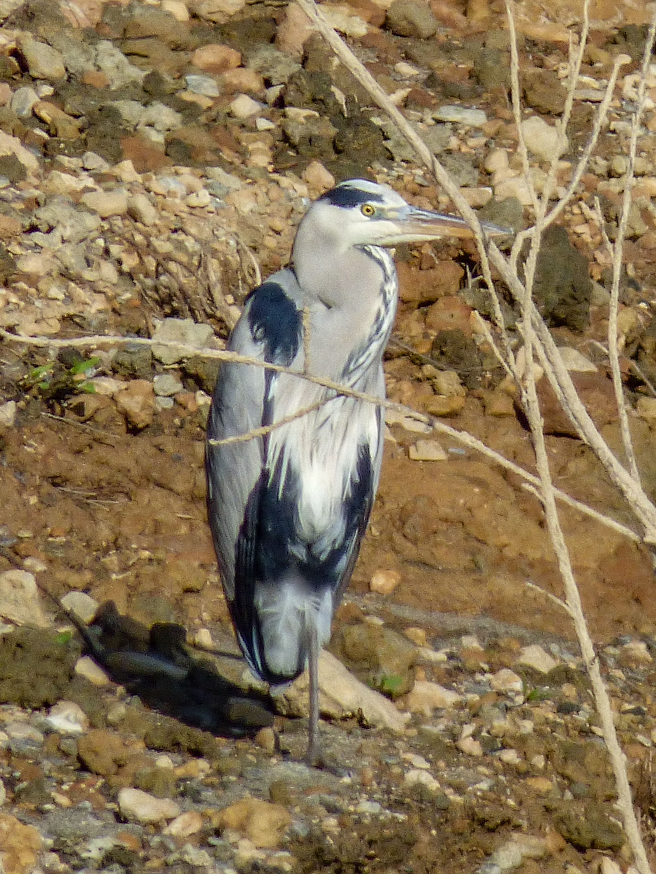 Garza real (Ardea cinerea)
