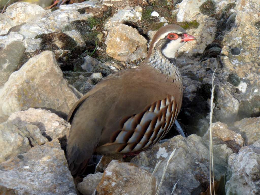 Perdiz roja (Alectoris rufa)