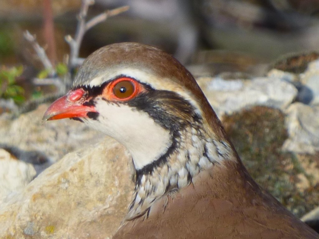 Perdiz roja (Alectoris rufa)